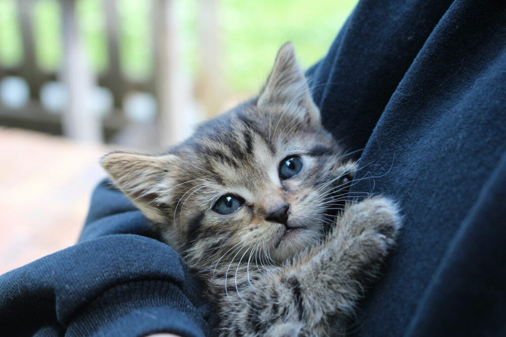 Un adorable chaton Maine Coon porté par son propriétaire, qui porte un sweat à capuche bleu.